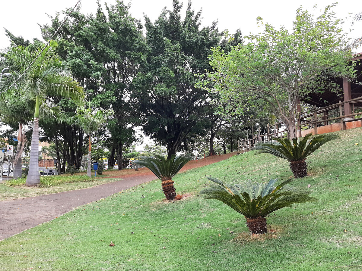 Улочка нашего города Кампинас (штат Сан-Паулу). Фото мое.