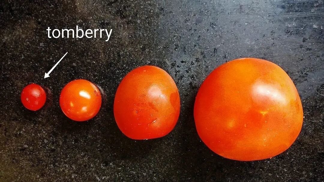 Фото из официального аккаунта tomberry_aus в социальной сети