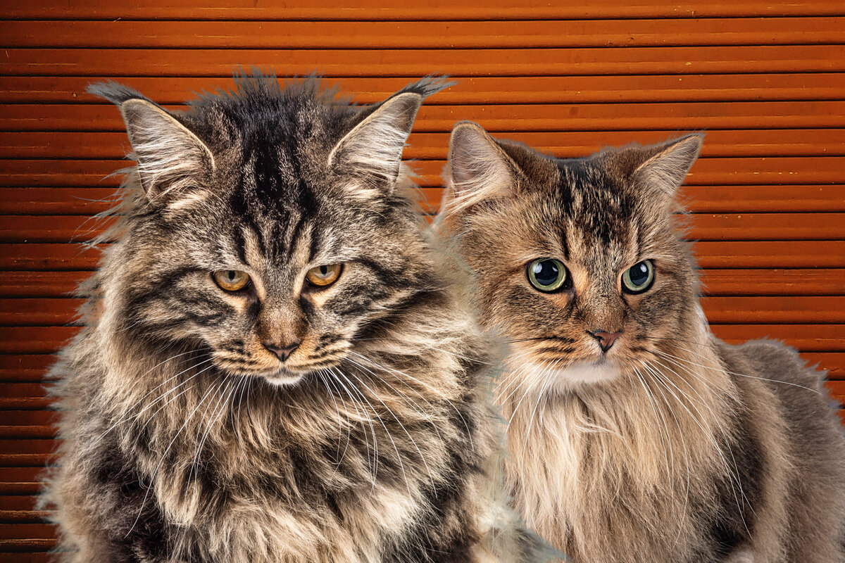 Мейн-кун и сибиряк. Коллаж автора.