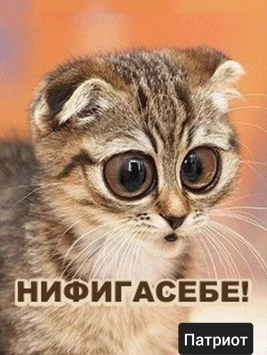 Картинка офигеть смешная