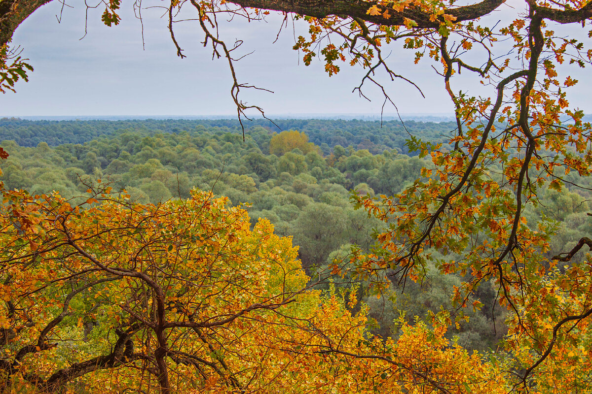 Осеннее окно в пойму Кубани  