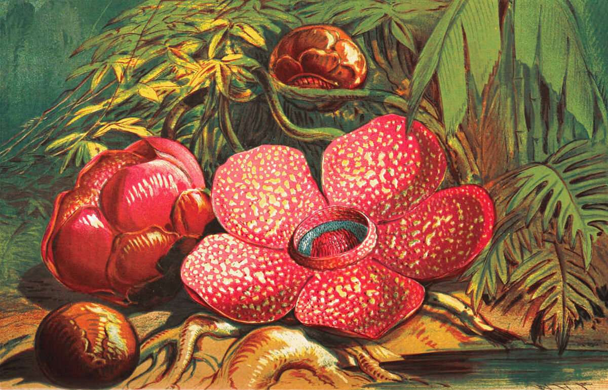 Раффлезия Арнольди плод