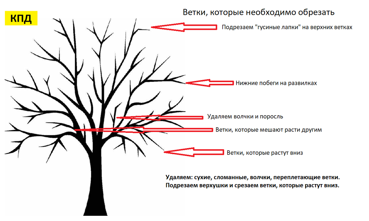 Ничего сложного нет. Удаляйте не нужные ветки и формируйте дерево, чтобы оно росло правильно. Фото автора.