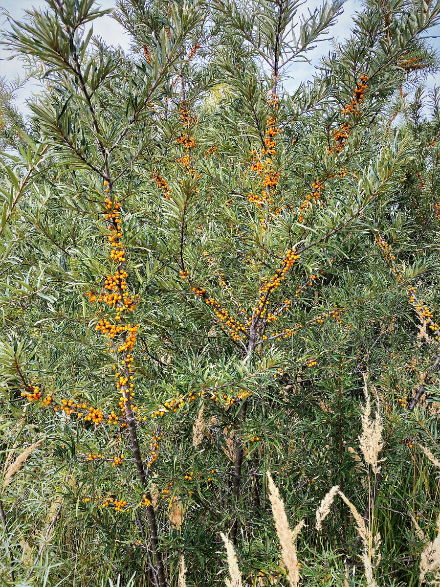 Напомню, галереи можно листать.