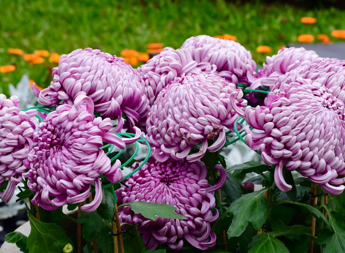 Хризантема индийская