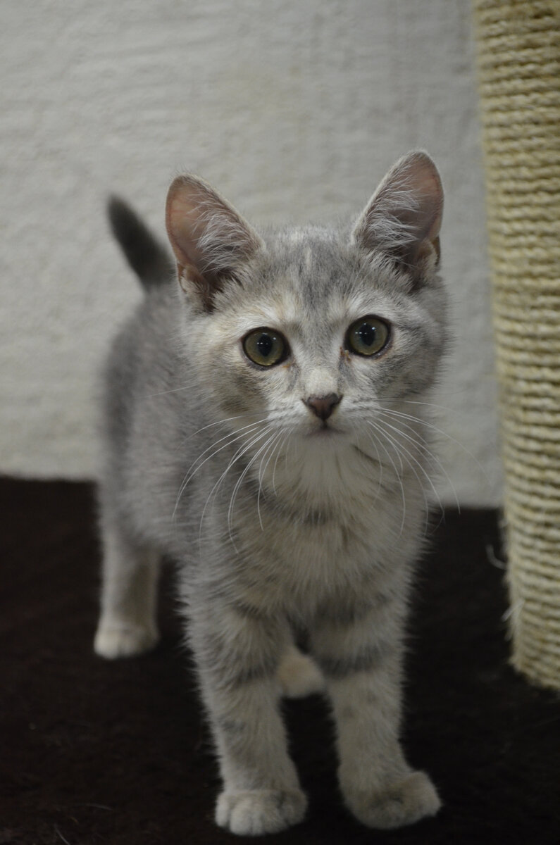 Стеша в приюте