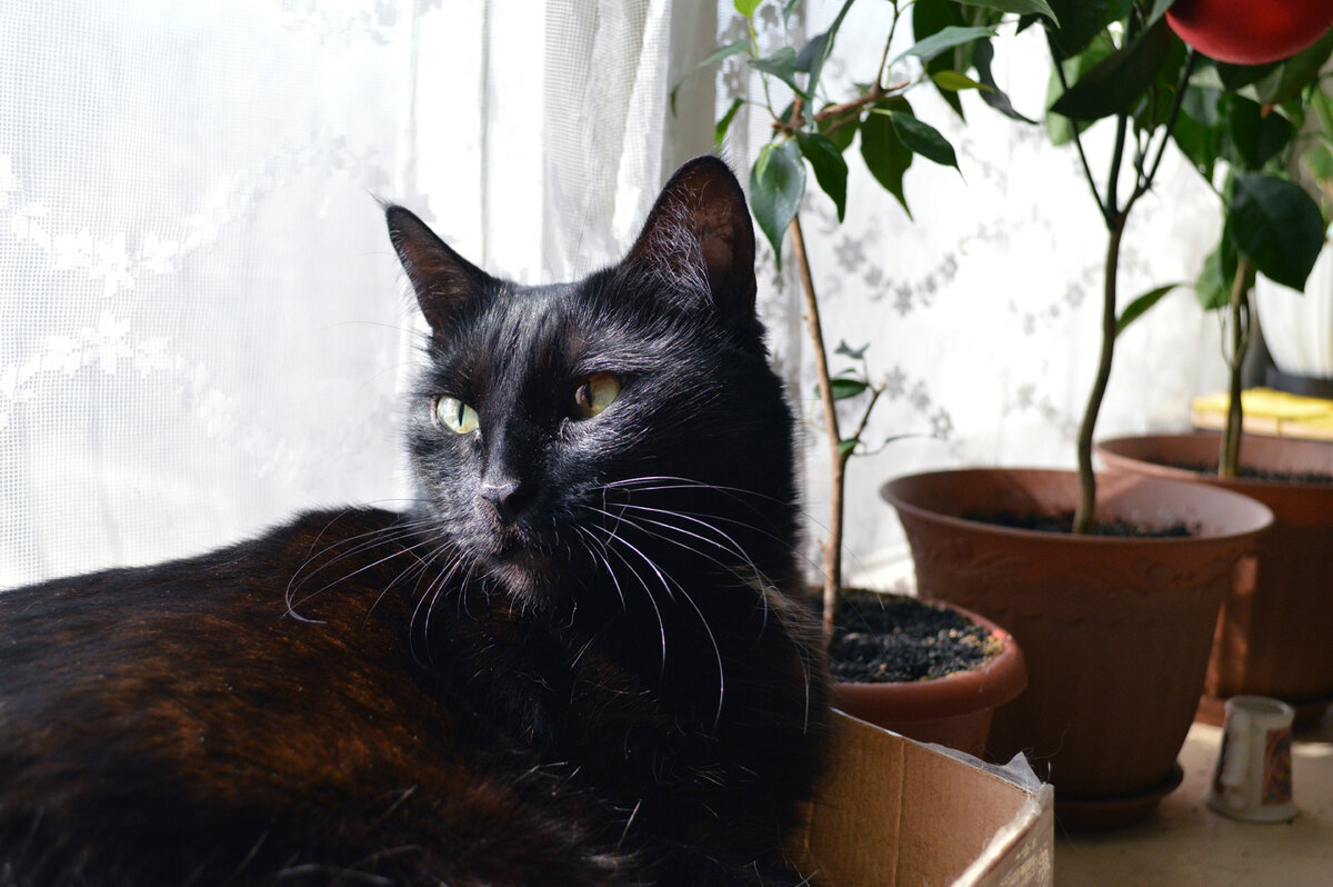 Дика. Гроза лиственных растений и тонких стеблей.