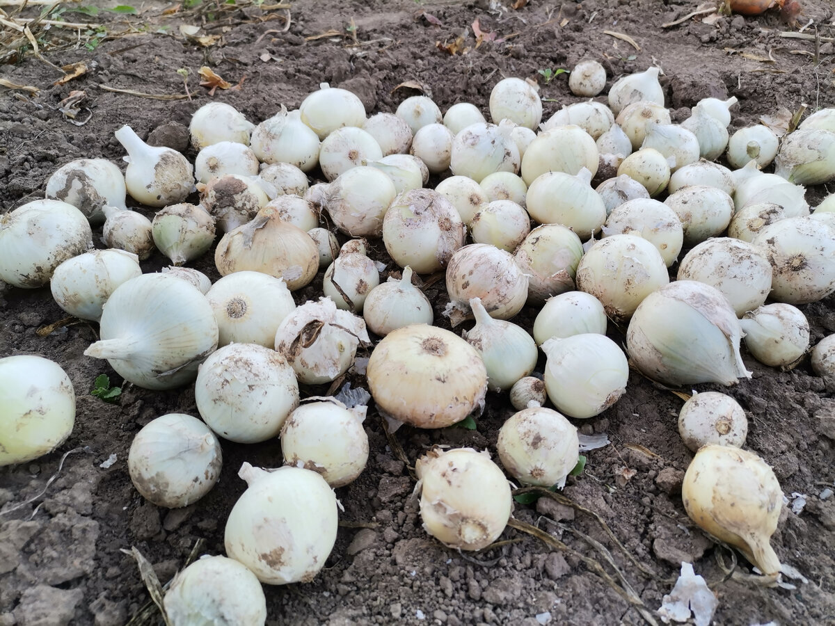 Фото автора «Уголок моей души»