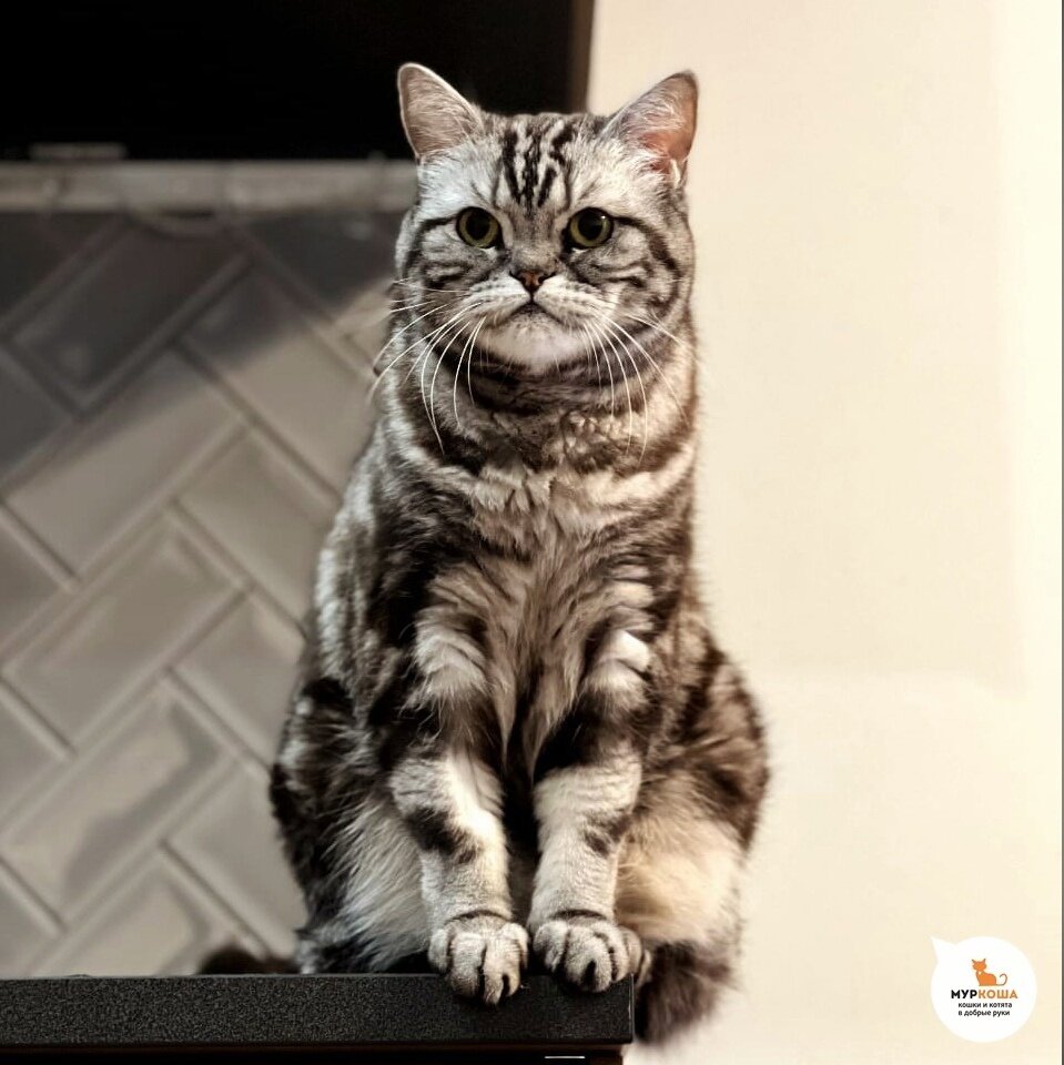 Чингис дома