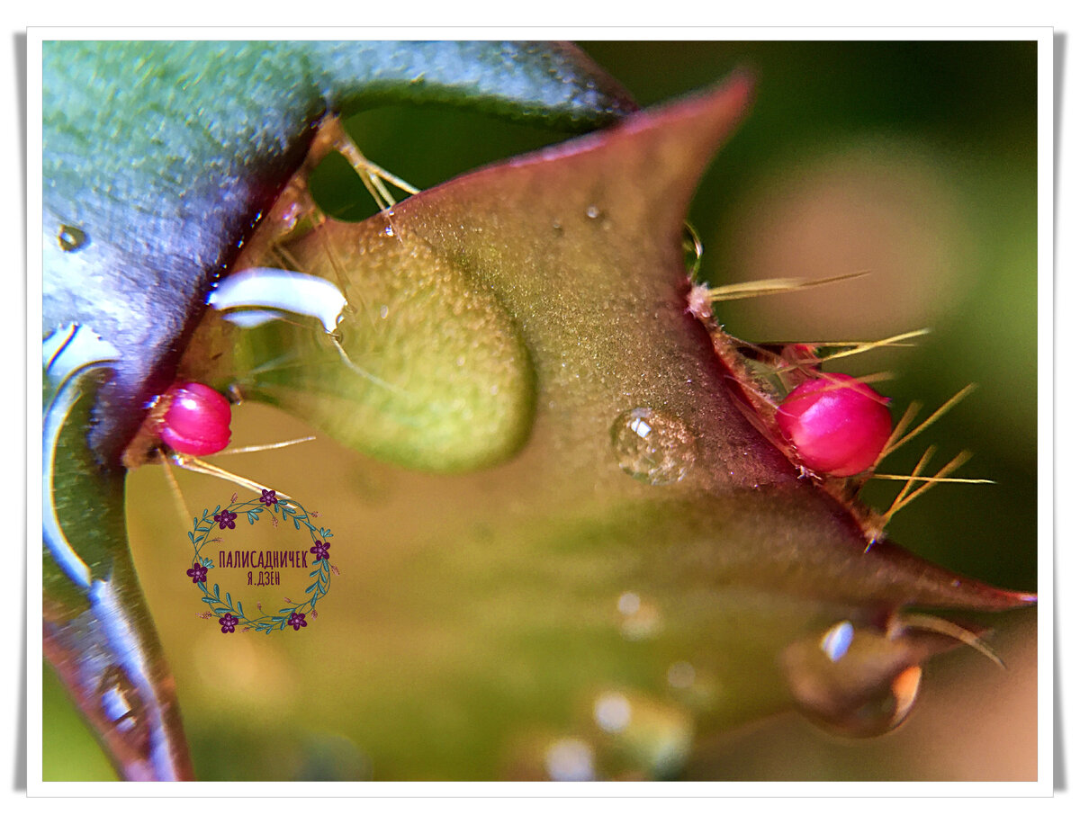 палисадничек фиалки. спонтанная пестролистность у фиалок. листик фиалки в ватном диске. палисадничек дзен. фиалки на фитиле.