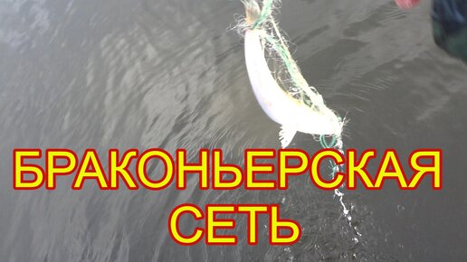 Рыбнадзор на волге