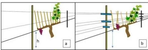    Виноград сможет пережить изменение климата при отказе от обычных шпалер