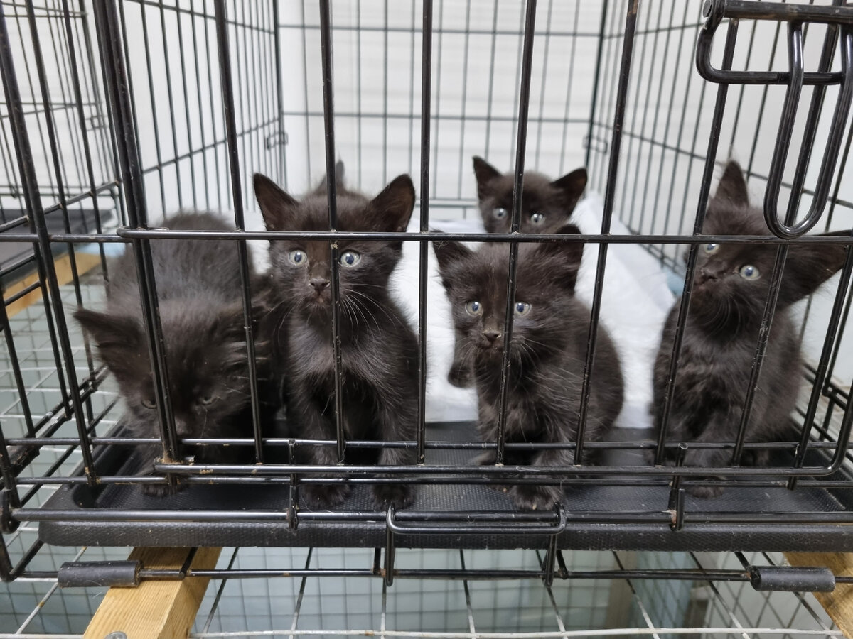 В таком составе я нашла их на улице. 3 мальчика и 3 девочки