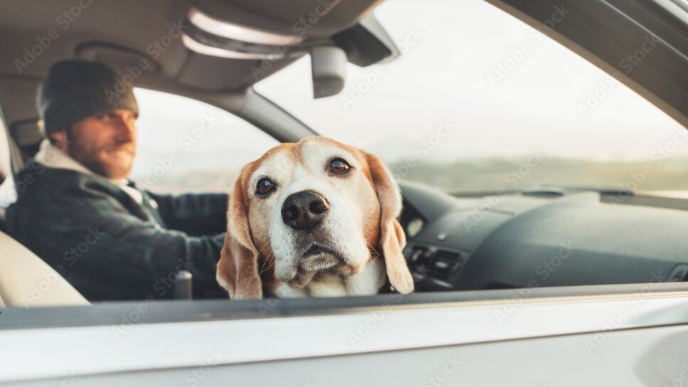    Зоозащитники Югры нашли новый дом 205 брошенным собакам