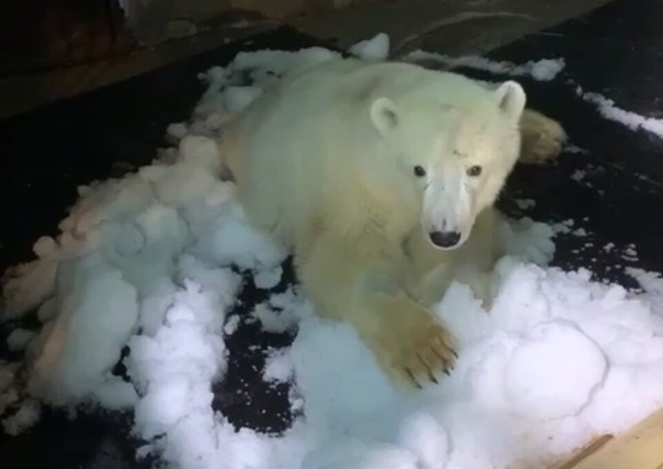     Фото: скриншот из видео Светланы Акуловой