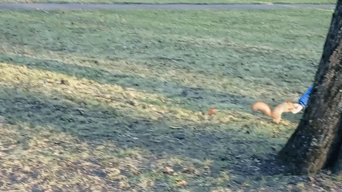 Другая белка на Липовой аллее