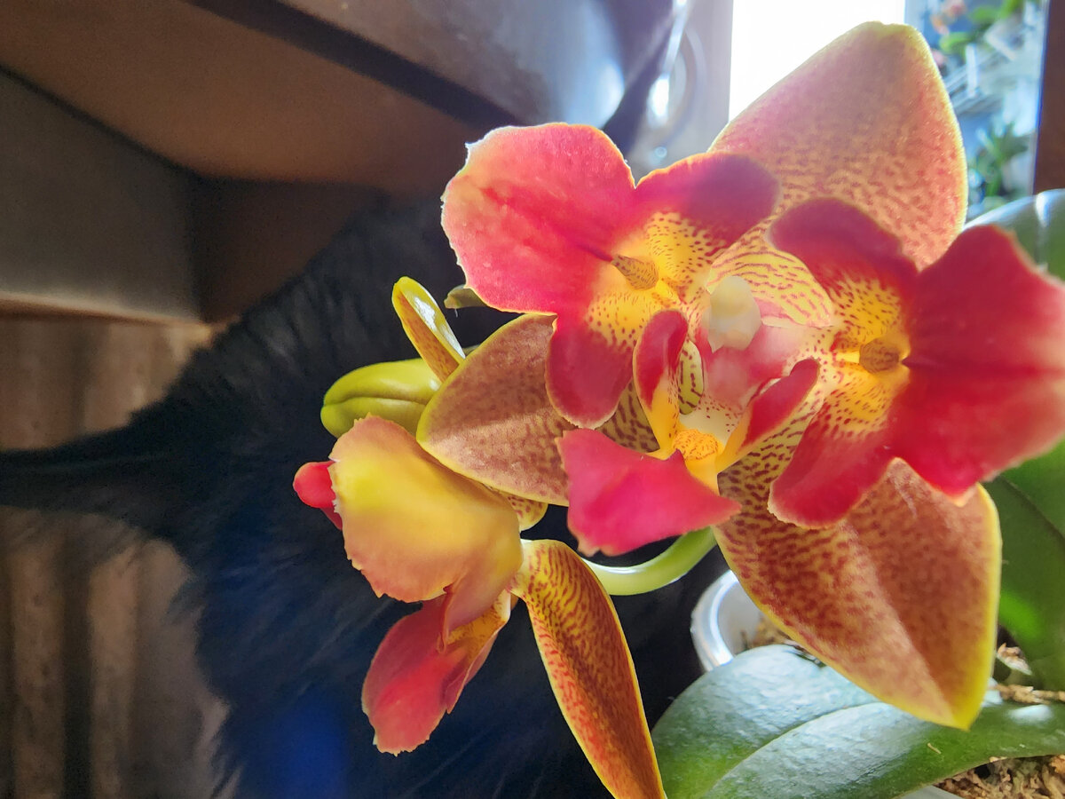 Осень. На орхидее появился цветонос,  но совсем не хочет расти. Почему он меня не слушается и что сделать, чтобы цветонос не замер - читаем, всего пара минут!-2