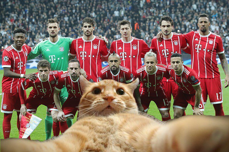 Животное с футбольным мячом