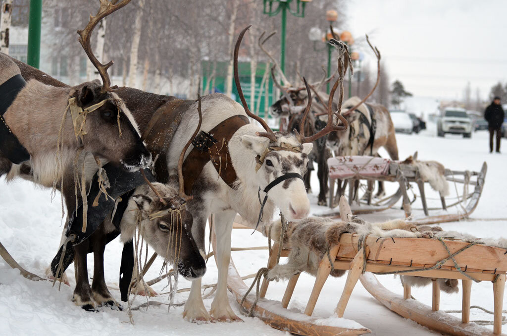 Оленьи упряжки