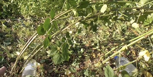 Кадр: Роман Буров / YouTube📷
