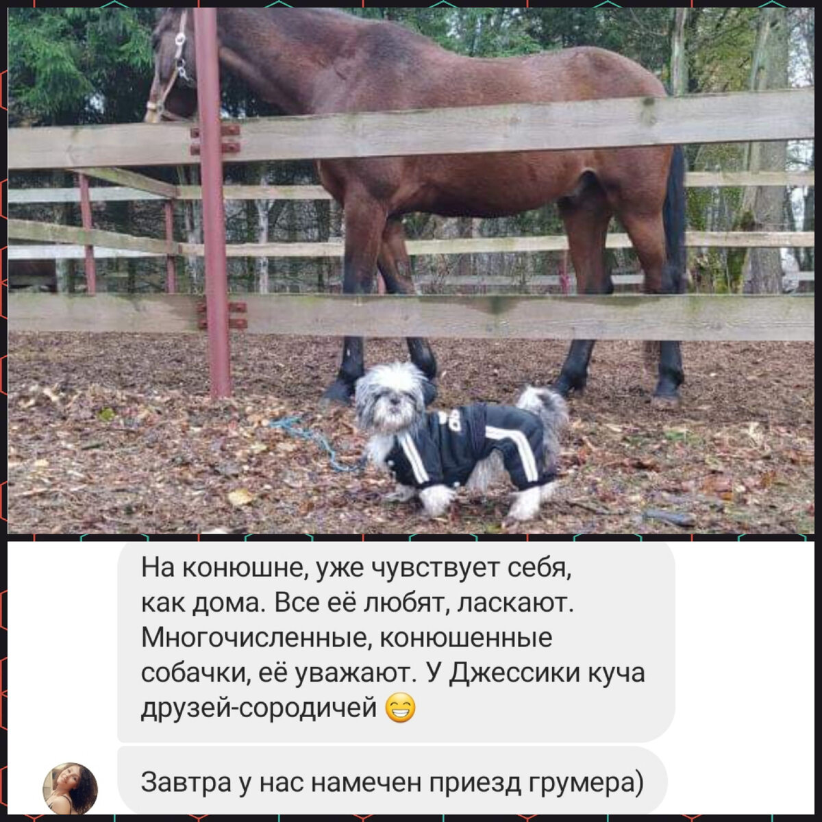 верность помощь животным дзен