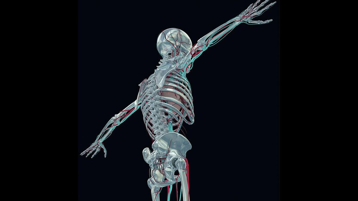    Скелет 3D© Depositphotos.com / AnatomyInsider