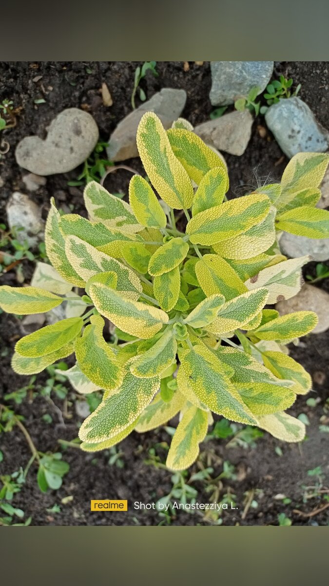 Подрос. Начало июня. Личное фото.