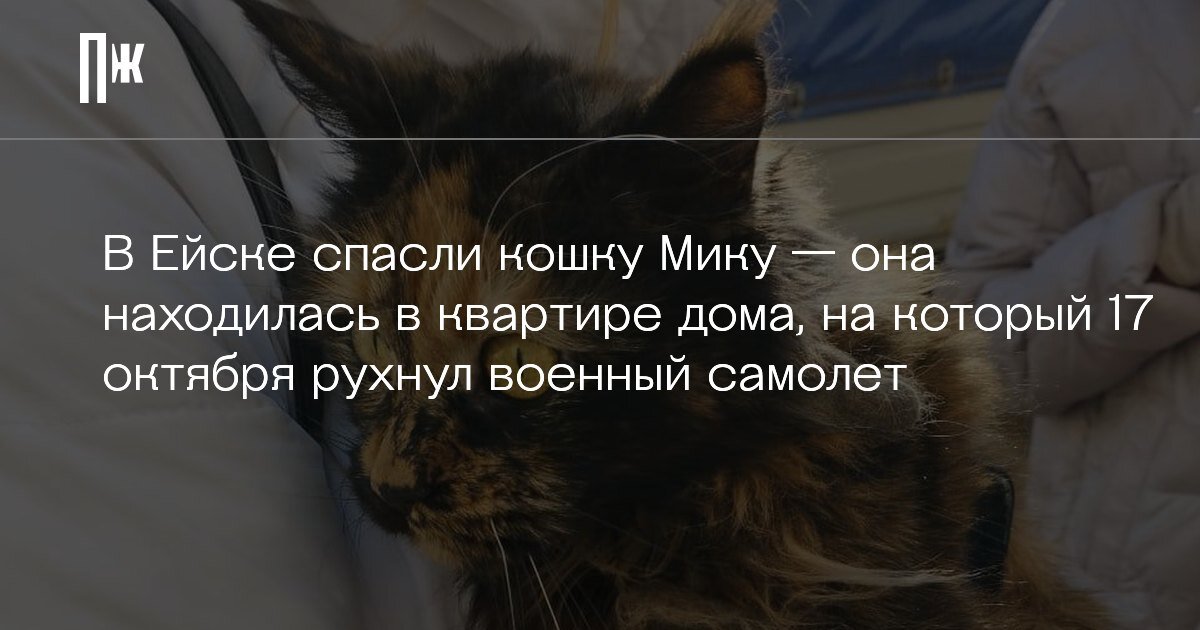     В Ейске спасли кошку Мику — она находилась в квартире дома, на который 17 октября рухнул военный самолет