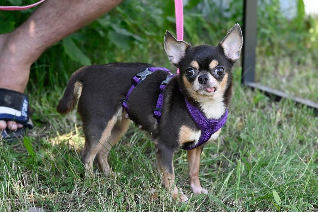 Пуговка очень фотогеничная собака