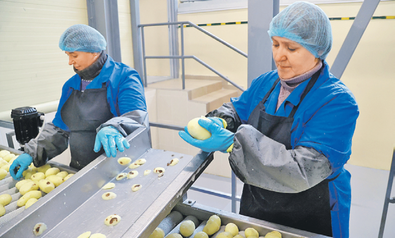 «Белорусское золото» легко  заместило импортный картофель фри, а отходы производства пускают на крахмал. Фото: БелТА