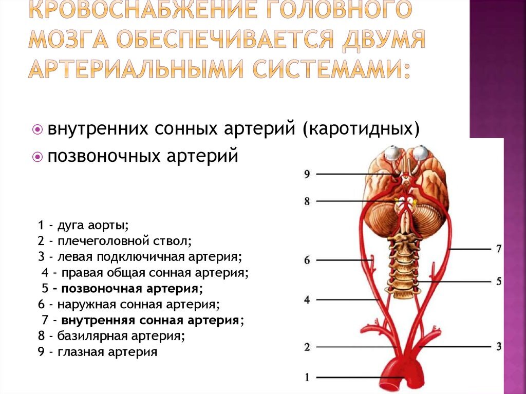 Анатомия строения системы кровоснабжения головного мозга.