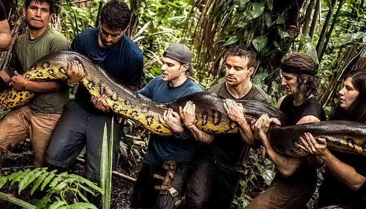 Бибиси джунгли амазонки. Питон в джунглях. Насекомые сельвы южной америки. Опасные джунгли. Нападение зверей джунгли.