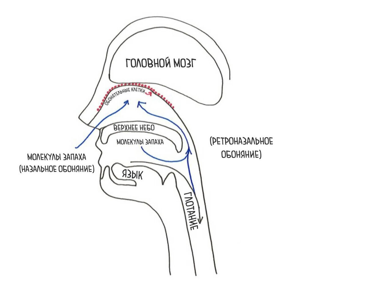 Схема нашего обонятельного процесса