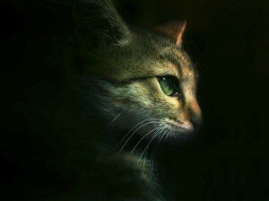 Изображение из интернета. 