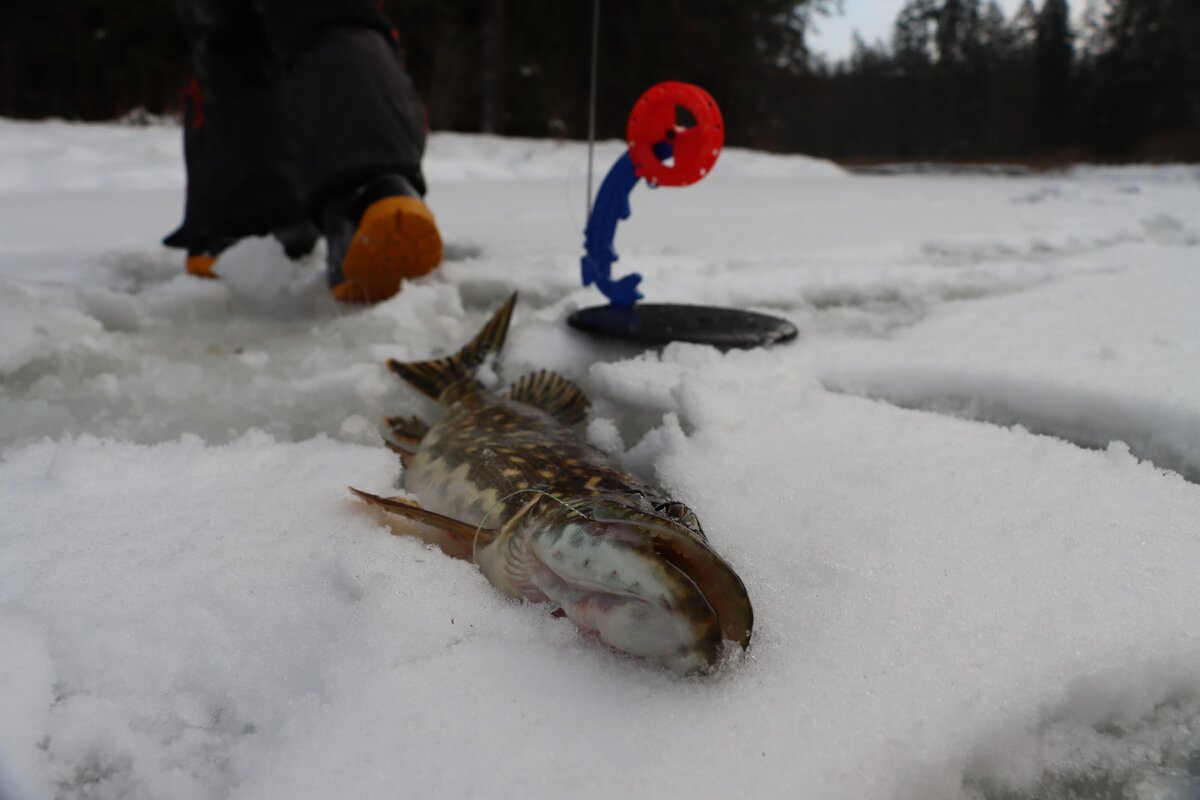 Рыбалка на жерлицы зимой: видео крупной щуки