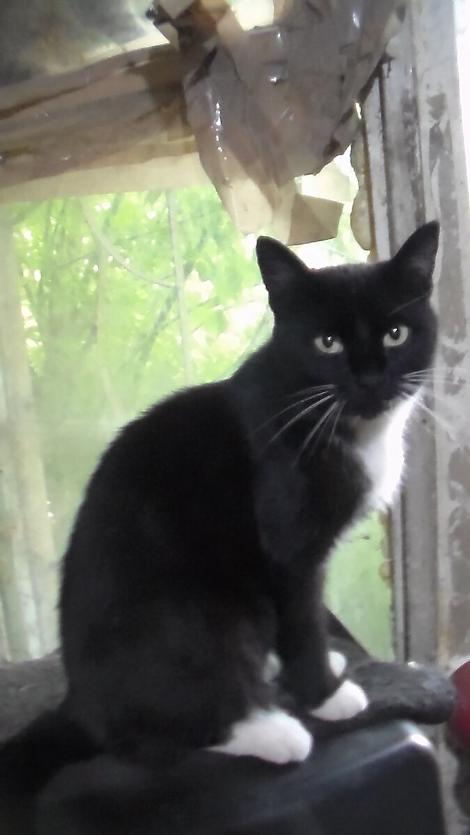 Это красавица Муркиса