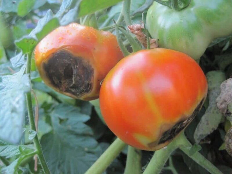 Почему гниют помидоры на кустах в открытом грунте: причины и методы борьбы