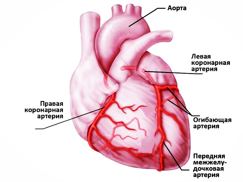 Система кровообращения сердца