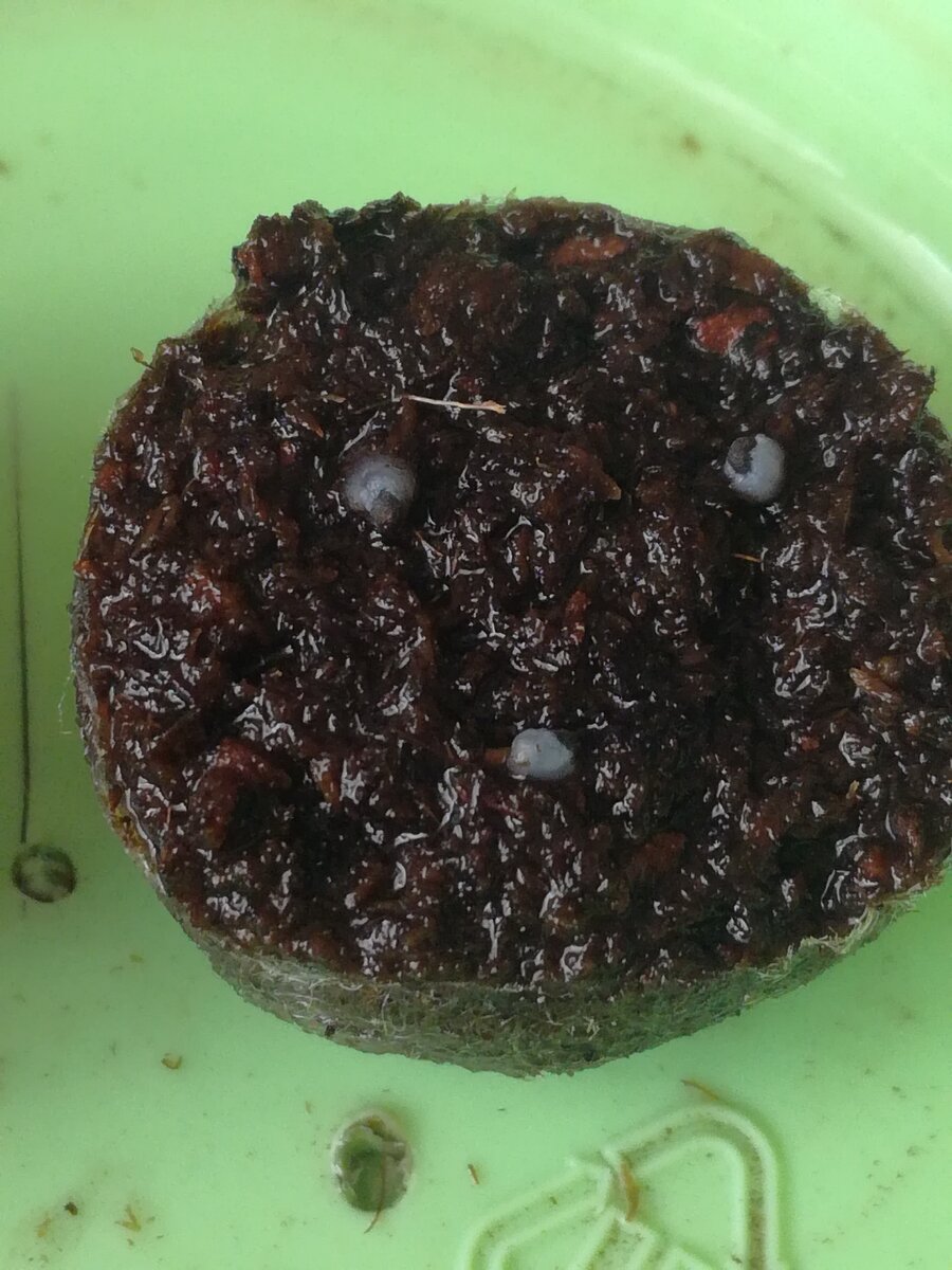 Фото MAMADIGEST. Через несколько минут после посева