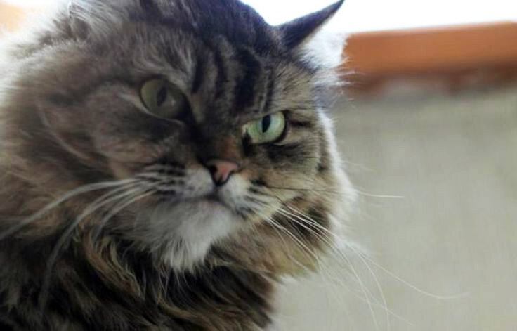 Фото: Яндекс=картинки.