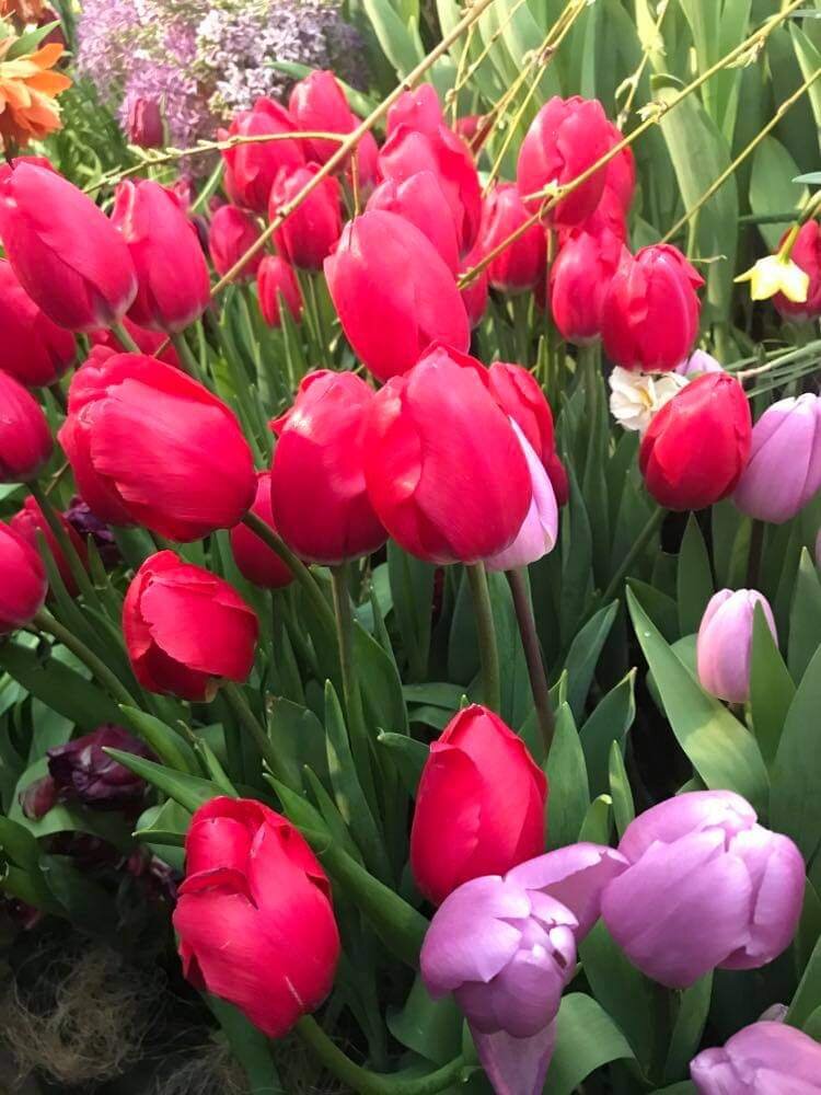 Алые тюльпаны