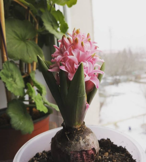 Гиацинты - мои любимые весенние цветы. Сразу создают радостное настроение.