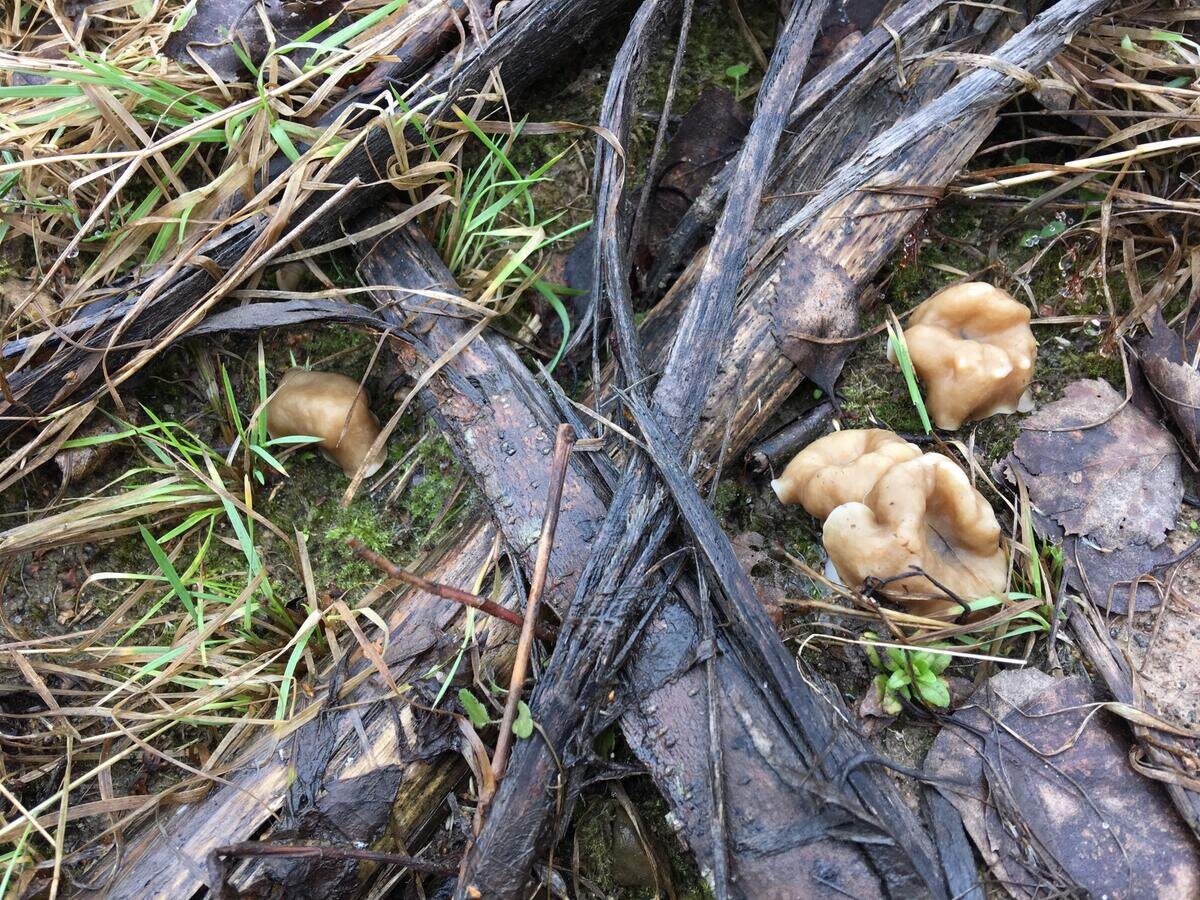 Строчки первоапрельские, сантиметра три в диаметре (фото Художника Федотова)