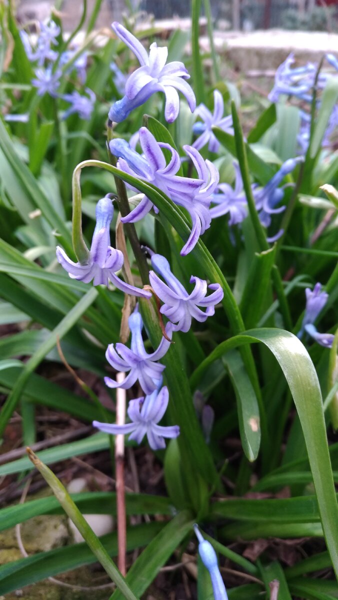 Гиацинты с нашего участка. Весна)))