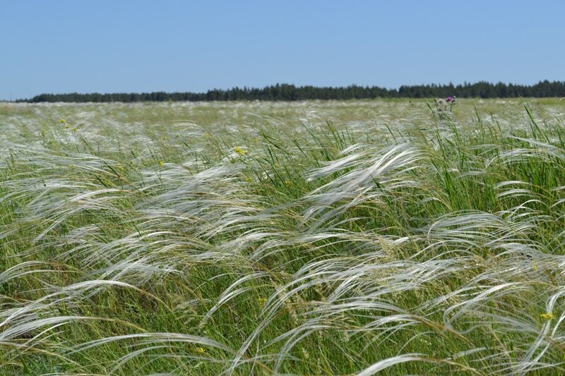 Моя родина... 