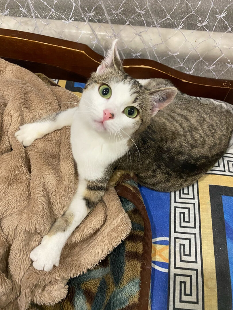 Тощая, облезлая, некрасивая - ну кому такая нужна? Но Гайка не теряла ...