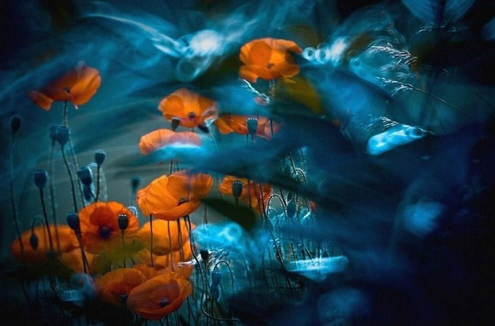 Ветер в маках. Фото Магдалены Васичек.