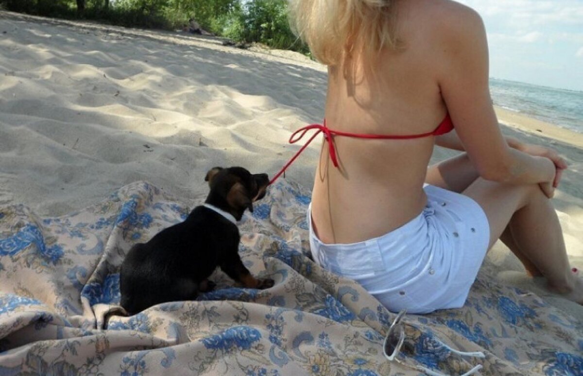 Пёс и девушки в купальниках. Девушки с животными на пляже. Девушки в купальниках с собачкой. Прикольные видеоролики.