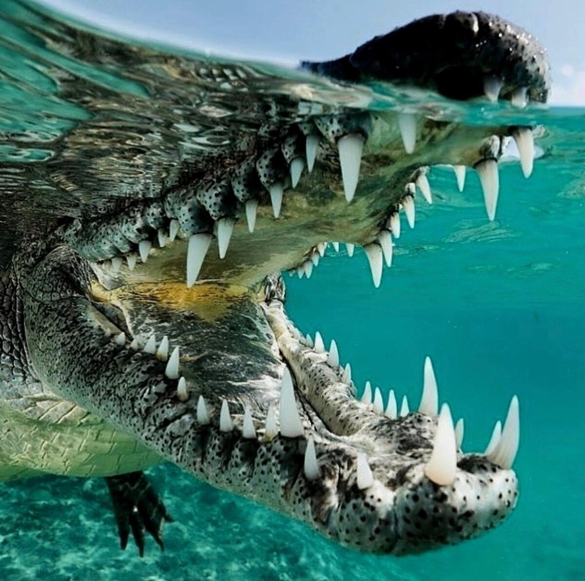 Отряду крокодилов 80 миллионов лет.