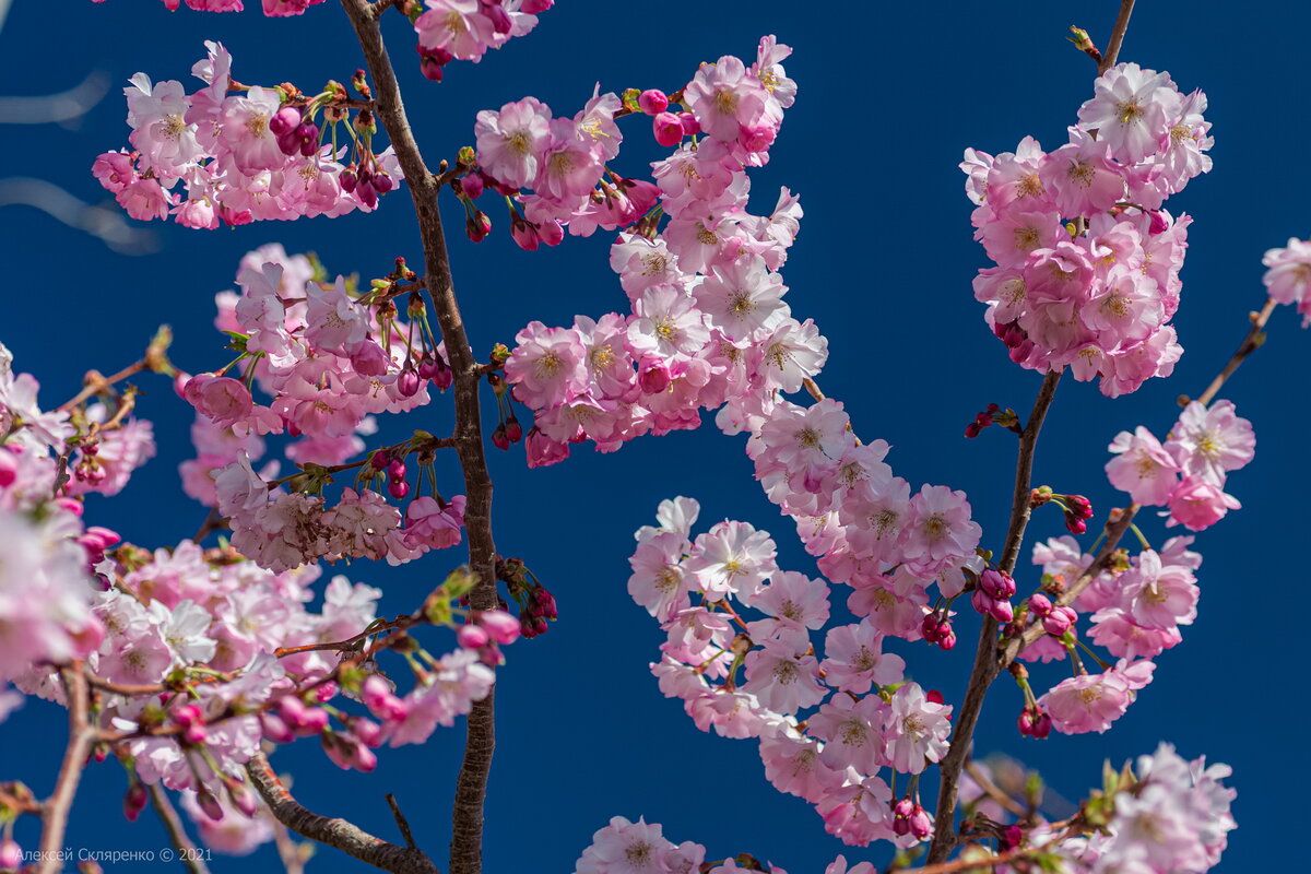 сакура мини дерево. сакура черри блоссом дерево. дерево бонсай сакура. гора арарат цветение миндаля. сакура сомейошино.